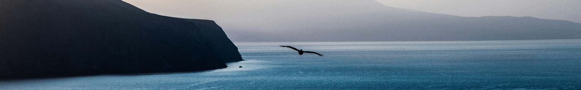 Weitblick über eine steile Küste übers Meer mit einer fliegenden Möwe